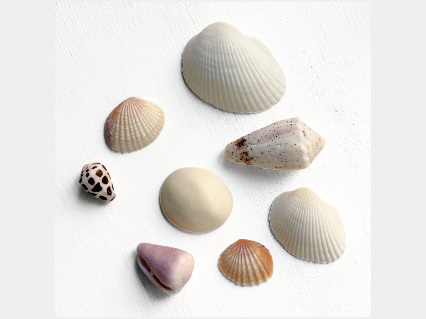 South Pacific Decorative Natural Seashells from Tonga