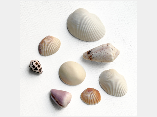 South Pacific Decorative Natural Seashells from Tonga